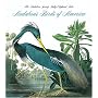 Audubon's Birds Of America (Tiny Folio)