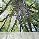 Between Memory and Mortality