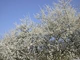 100X Blackthorn Hedging - 40-60cm - BAREROOT