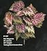 Rex Begonia
