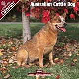 2009 Australian Cattle Dog Wall Calendar