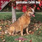 Click here to buy 2009 Australian Cattle Dog Wall Calendar by  Avonside Publishing.