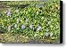 Lettuce Lake Flowers Canvas Print / Canvas Art - Artist Carol Groenen