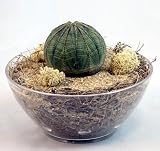 Amazon / Hirts: Cacti & Succulents: Rare Baseball Plant Terrarium Kit -A Major League Plant