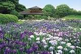 1000ピース 花菖蒲と後楽園-岡山 10-728 岡山