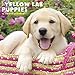 2016 Just Yellow Lab Puppies Wall Calendar