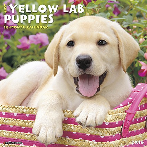 2016 Just Yellow Lab Puppies Wall Calendar