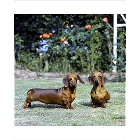 Photographic Prints of dog-dachshund smooth (miniature) from Animal Photography