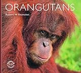 Orangutans