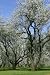 Prunus Dulcis, Flowering Nonpareil Almond Tree Branches - 18