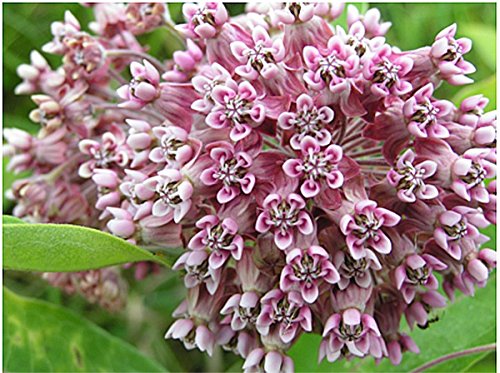 Plant Swamp Milkweed Seeds to Help Save the Monarch Butterflies - Incarnata Milkweed