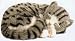 Pet Supplies : PERFECT PETZZZ GRAY TABBY CAT