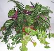 Silk Fern, Ivy and Peacock Plant Greenery Arrangement