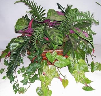 Silk Fern, Ivy and Peacock Plant Greenery Arrangement