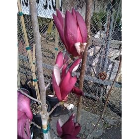Magnolia Royal Crown Five Gallon Tree by 