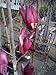 Magnolia Royal Crown Five Gallon Tree