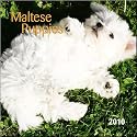 Maltese Puppies 2010 Mini Wall Calendar