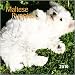 maltese0  - Maltese Puppies 2010 Mini Wall Calendar