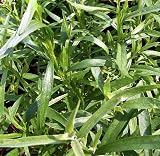 Amazon / Hirts: Herbs: Russian Tarragon 4 Plants - Very Hardy! - Artemisia