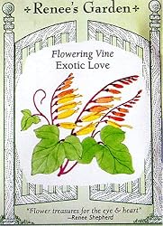 Exotic Love Flowering Vine Seeds 35 Seeds