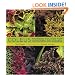 Coleus: Rainbow Foliage for Containers and Gardens