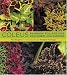 Coleus: Rainbow Foliage for Containers and Gardens