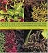 Coleus: Rainbow Foliage for Containers and Gardens