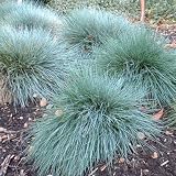 Amazon / Tropical Oasis: BLUE FESCUE GRASS FESTUCA GLAUCA 90 seeds