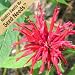 25 Seeds, Bee Balm "Panorama Red Shades" (Monarda didyma) Seeds By Seed Needs