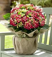 Gift Wrapped Hydrangea