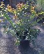Xylosma Compactum Five Gallon Plant