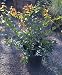 Xylosma Compactum Five Gallon Plant