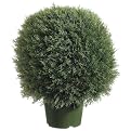 Ball-Shaped Pond Cypress Topiary in Plastic Pot - 22"