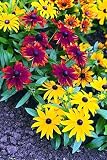 Amazon / Hirts: Perennials; Sun: Becky Orange Black-Eyed Susan-25 Plants-Rudbeckia