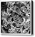 Kale Canvas Print / Canvas Art - Artist David Patterson