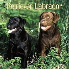 Retriever Labrador Wall Calendar 2005