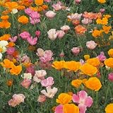 61DEz6Q6AbL. SL160  500 Mission Bells California Poppy Seeds By Seed Needs