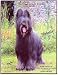 Book Briard Champions, 1983-2003