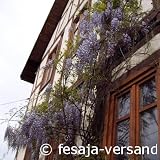 Eigenschaften fesaja-versand  / blaue Glyzine, chinesischer Blauregen / Wisteria sinensis (Saatgut, Samen)