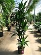 Dracaena Lisa C/B Cane 10" 5.5'