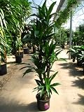 Dracaena Lisa C/B Cane 10" 5.5'
