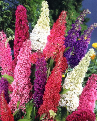 Sommerflieder Royal Red&reg; rot bl&uuml;hend, 1 Pflanze Preisvergleich