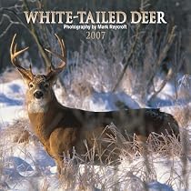 White-tailed Deer 2007 Calendar