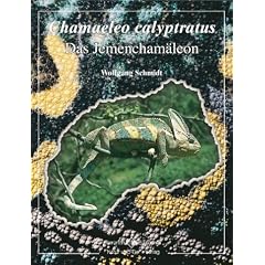 Chamaeleo calyptratus. Das Jemen-Cham�leon