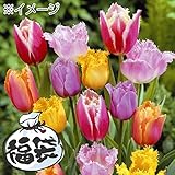国華園　球根　チューリップ　フリンジ咲チューリップ福袋（4～5品種見計らい・名称付）　40球以上