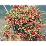 クランベリー：バーグマン5号ポット[実つきのよい大実品種][苗木]