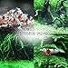 Benibachi - Super Bio Bee Maximum 20g