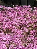 Eigenschaften Dachstauden  / Phlox sub. Nettleton Variegata - Tricolor Polsterphlox