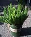 Meyer's Asparagus Fern One Gallon Plant