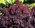 Concorde Barberry - Berberis - Top Seller -Also Bonsai